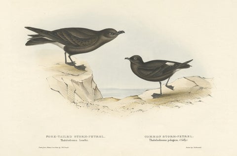 Old Bird Print of the Fork-Tailed Storm-Petrel and Common Storm-Petrel, 1832, close-up 1