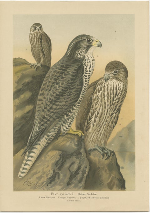 Three Original Vintage Chromolithographs of Falcons by J.F. Naumann, 1901, view 3