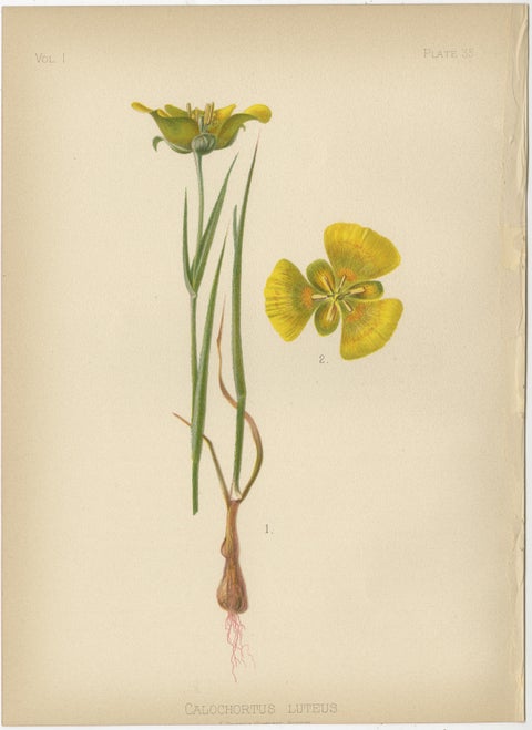 Native US Flora - Two Original Botanical Chromolithograps, 1879, view 3