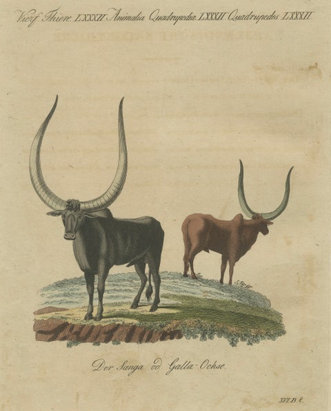 Antique African Sanga Longhorn Cattle Engraving, Bertuch, c.1810, close-up 3