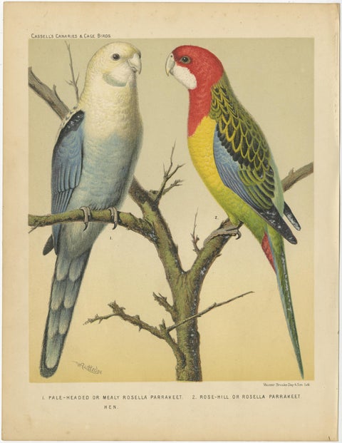 Antique Bird Print of Pale-Headed Rosella and Rosella Parrakeet, circa 1880, view 4