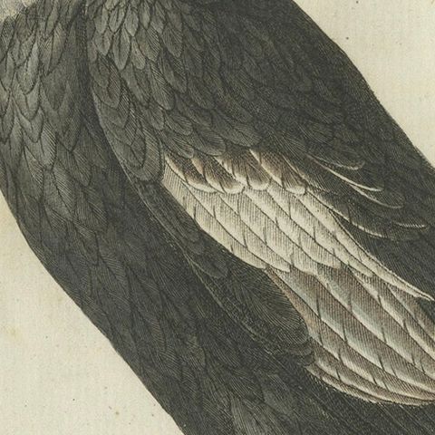 Andean Condor (Male) - Majestic Vultur gryphus Illustration by Bertuch, 1805, close-up 4