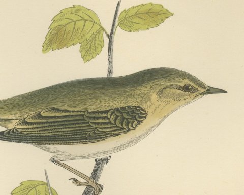 Chiff Chaff on a Leafy Branch, Hand Colored Warbler Print, Morris, 1896, close-up 1