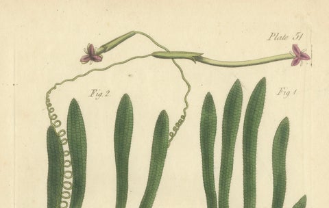 Old Botanical Engraving of Vallisneria (Tape Grass) - 1803 Aquatic Plant Print, close-up 3