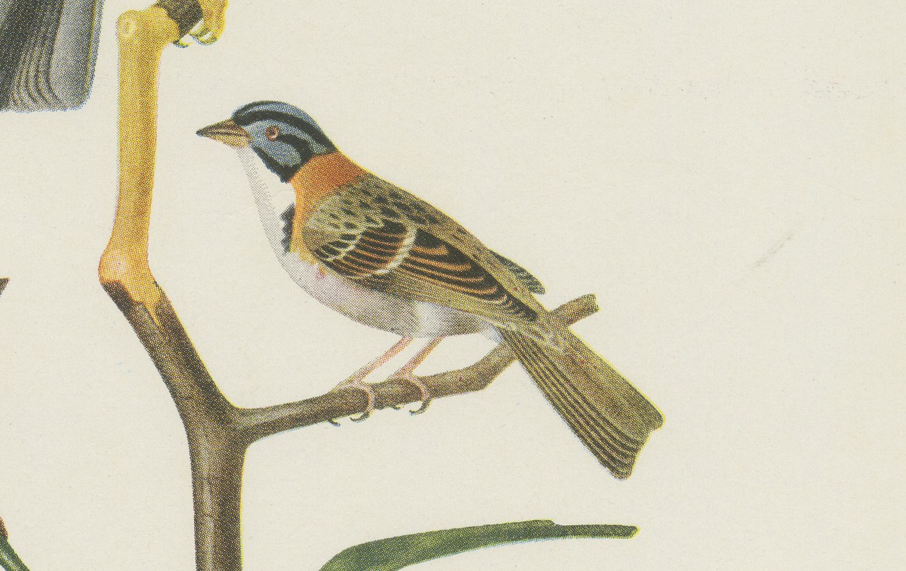 Cardinals and Finches, Brazilian Bird Print, Descourtilz, 1944, view 4