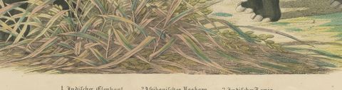 Antique Elephant and Rhinoceros Print with Tapir, Kolb Mammals, circa 1890, close-up 2
