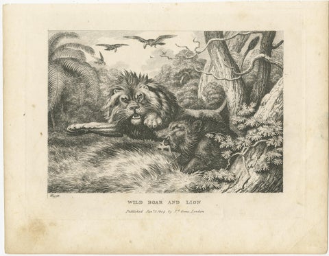 Original Antique Print of a Wild Boar and a Lion, 1811, view 2