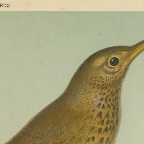 Antique Bird Print of the Thrush and Blackbird, circa 1880, close-up 1