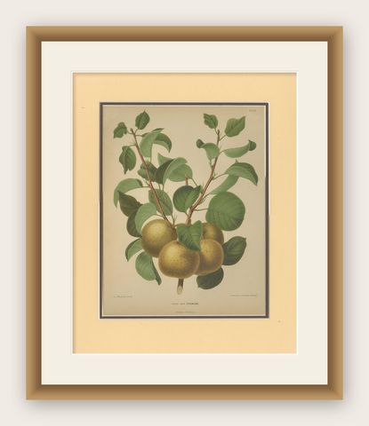 Golden Pear Cluster, Botanical Print, Dutch, ca. 1870 Chromolitho, shown framed
