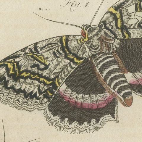 Underwing and Tiger Moths with Caterpillars, Antique Bertuch Print, circa 1805, close-up 1