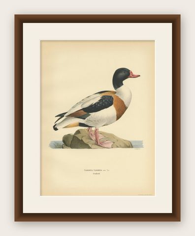 Antique Bird Print of the Common Shelduck by Von Wright '1929', shown framed