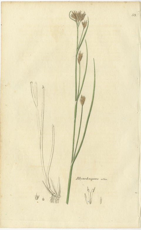 Set of 8 Antique Botanical Engravings of Sedges, Rushes and Wetland Plants, 1830, view 6