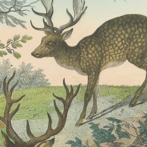Antique Deer Print with Elk, Reindeer and Red Deer Stag, Kolb, circa 1890, close-up 6