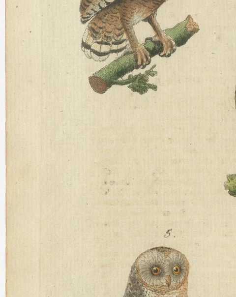 European Owls, Antique Hand-Colored Bird Engraving, Vogel IX, c.1800, view 7