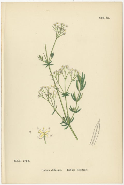 Antique Botanical Prints, Decorative Set of 10 Bedstraw Plant Engravings, 1902, view 6