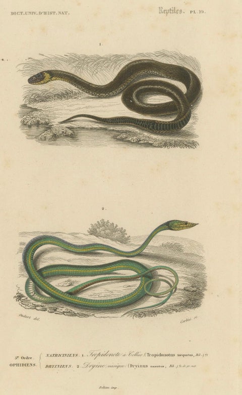 Snake Print of Grass Snake and Long-Nosed Whip Snake, c.1850, Orbigny, close-up 4
