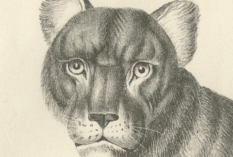 19th-Century Lithograph of the Barbary Lioness in a Powerful Standing Pose, close-up 2