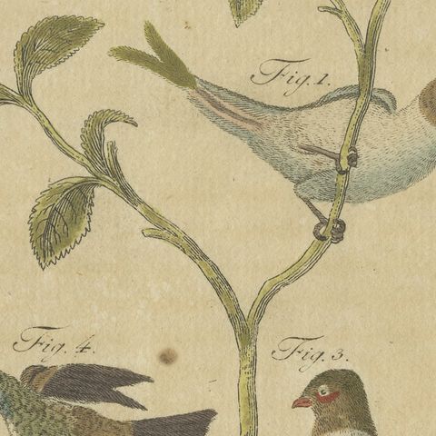Exotic Finches and Hummingbird, Antique Bertuch Print, Vienna, circa 1805, close-up 5