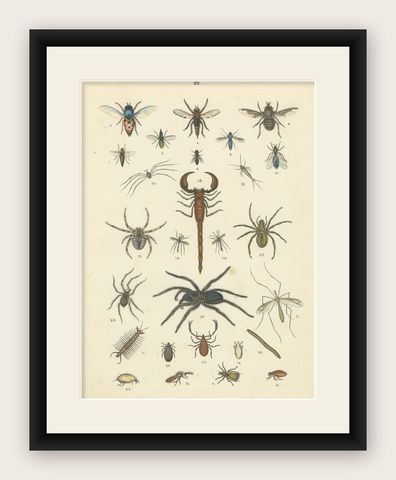 Arachnids & Insects Print: Spiders, Scorpion, Centipedes, Flies, Antique 1867, shown framed