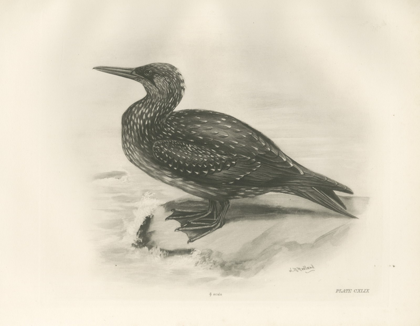 Young Gannet in Speckled Juvenile Plumage after Lilian Medland, c. 1909