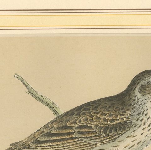 Antique Bird Print of a Bunting, close-up 1