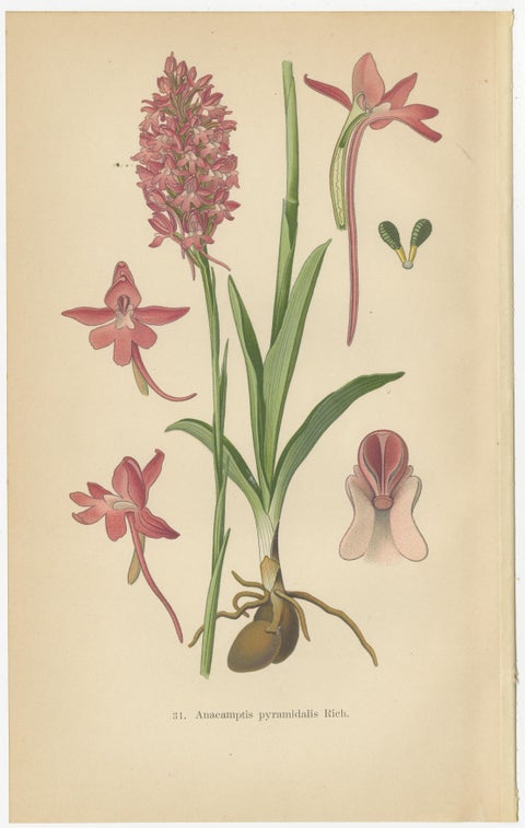 Orchids of Germany and Adjacent Regions: A Visual Archive, 1904, view 4