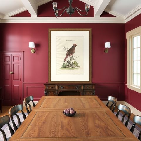 The Red Bird of Surinam by J.M. Seligmann, Hand-Colored Engraving, 18th Century, shown framed in a room