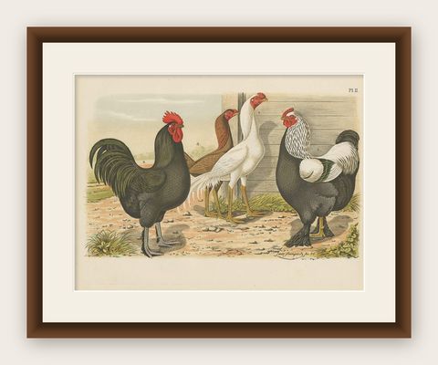 Antique Bird Print of various Roosters and Chickens (1886), shown framed