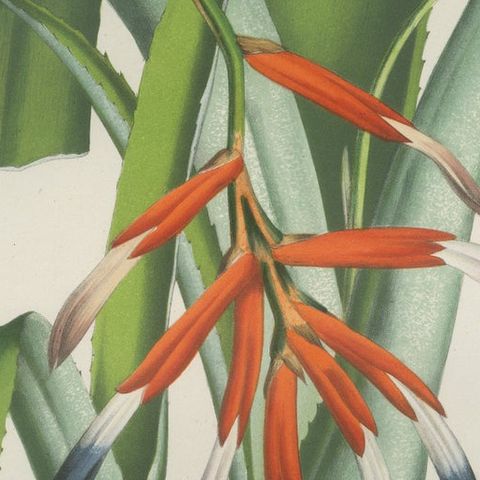 Billbergia liboniana, A Rare 19th-Century Botanical Illustration by van Houten, close-up 5