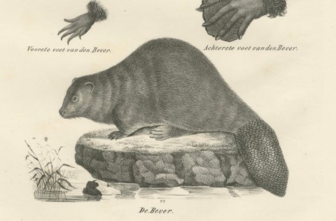 19th-Century Zoological Lithograph of Beavers, Muskrats and Field Mice, close-up 1