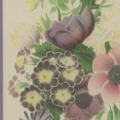 Vintage Botanical Treasures: Set of Three Flower Prints, circa 1930, close-up 1