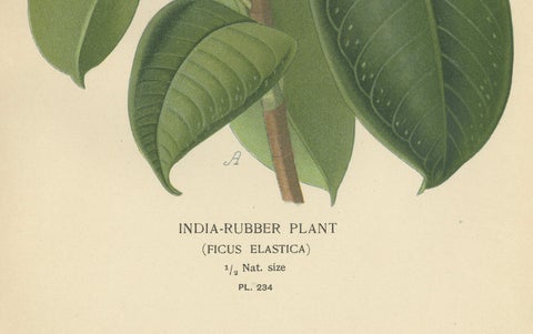 1897 Victorian Botanical Print, India-Rubber Plant (Ficus Elastica), close-up 2