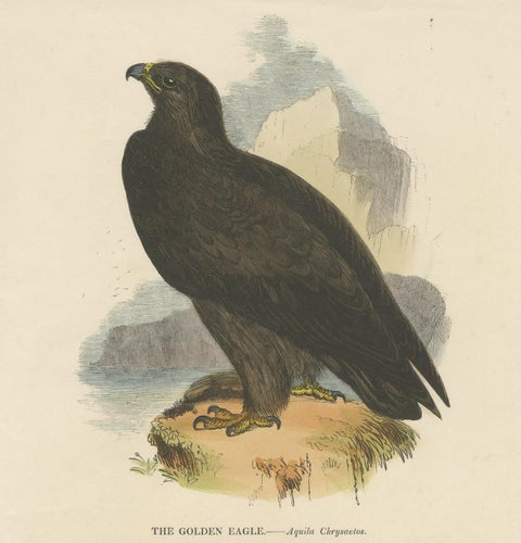 The Majestic Golden Eagle, Antique Wood Engraving, circa 1860, close-up 1
