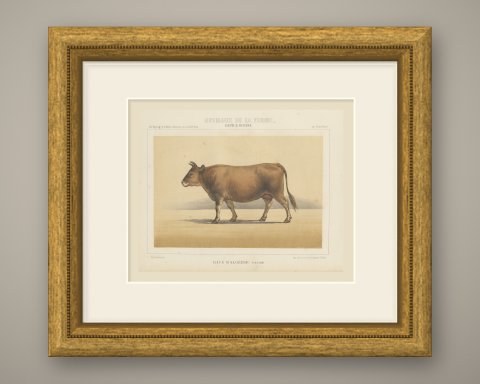 Algerian Cow, North African Cattle Chromolithograph by Olivier de Penne, 1863, shown framed