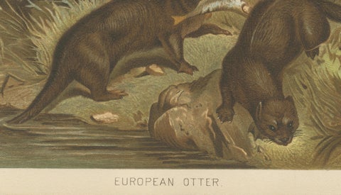 Woodland River Animal Print, Victorian Otter Scene, Earth Tone Artwork, 1894, close-up 4