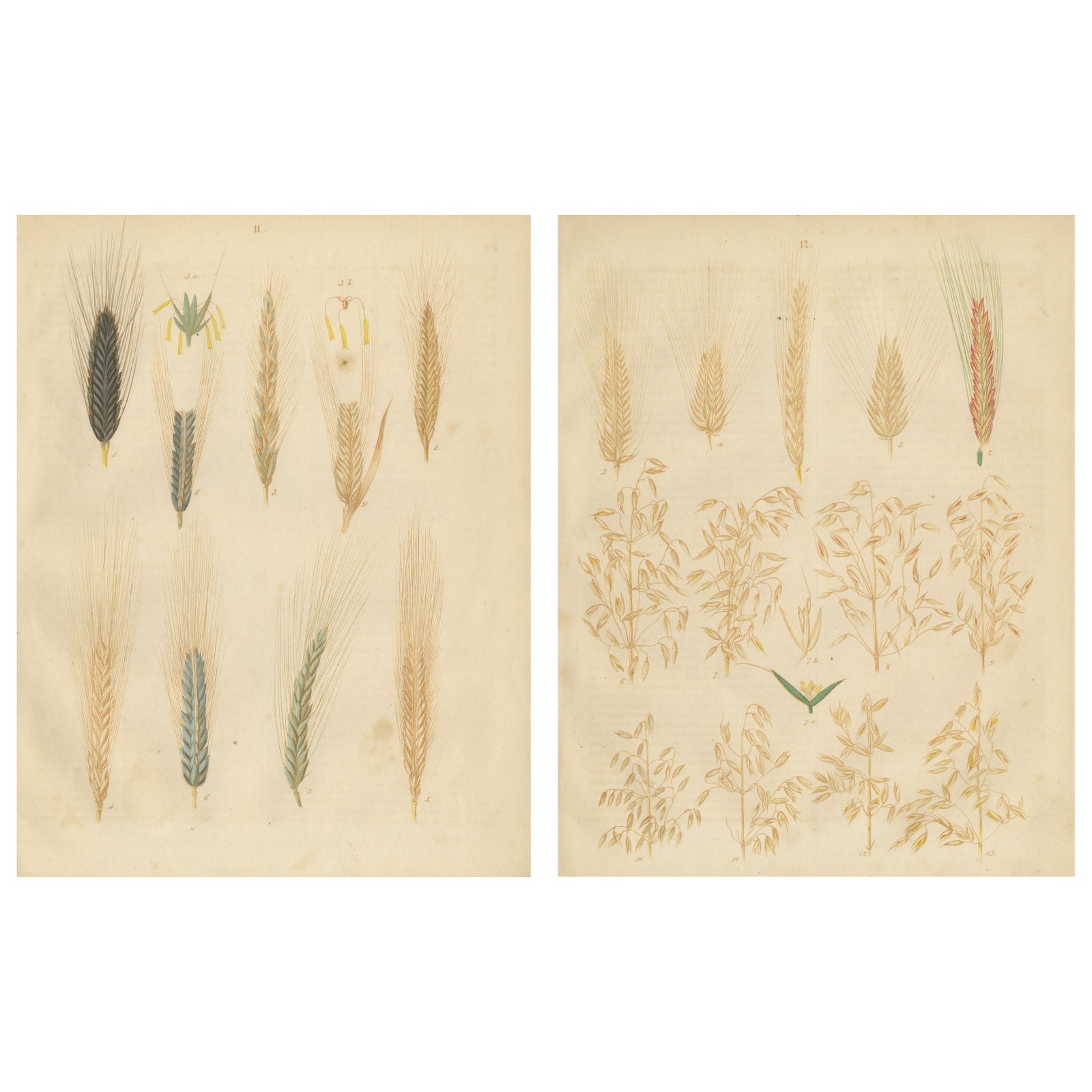 Antique Wheat and Rye Botanical Prints, Agricultural Study, Germany 1852