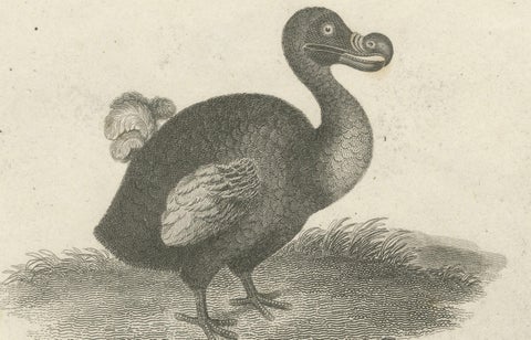 Rare Copperplate Engraving of the Extinct Dodo and an Ostrich, 1805, close-up 5