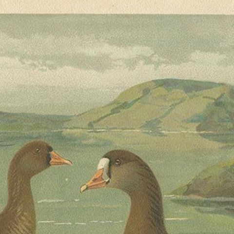 Antique Bird Print of the Greater White-Fronted Goose by Naumann, circa 1895, close-up 1