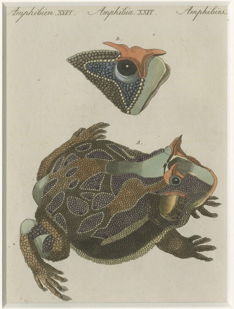 Antique South American Horned Frog Engraving, Bertuch, c. 1807, close-up 5