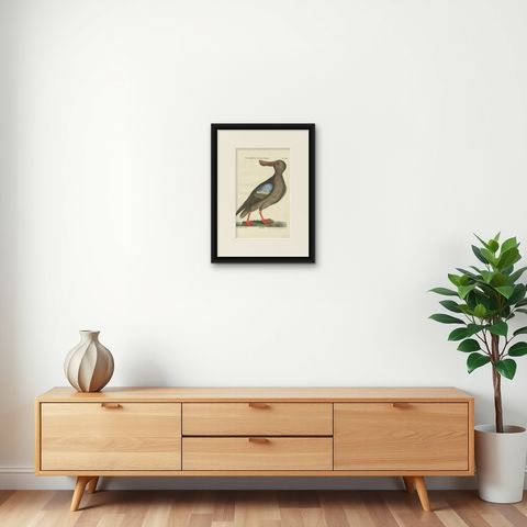 Hand-Colored Engraving of the American Duck with Broad Bill by Seligmann, c.1770, shown framed on a wall