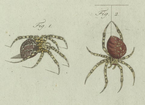 European Garden Spider Anatomy: Hand-Colored Engraving from Bertuch, 1798, close-up 3