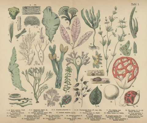 Antique Mushroom Plate, European Fungi Study, Botanical Lithograph 1885, close-up 1
