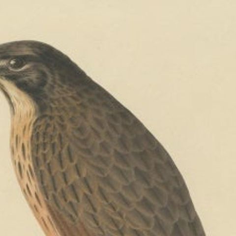 Antique Bird Print of the Grasshopper Buzzard, c.1850, close-up 1