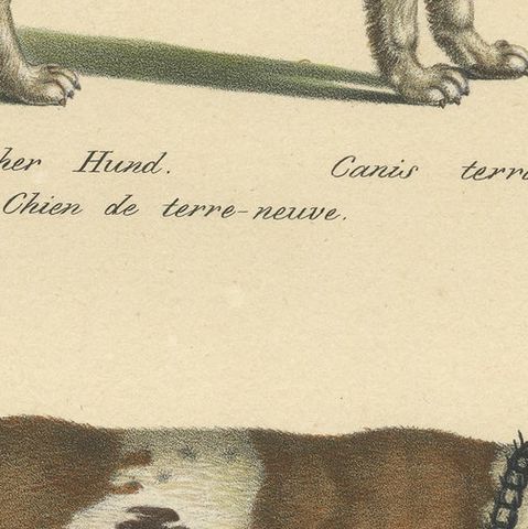 Antique Hand Colored Print of a Newfoundland and St. Bernard Dog, close-up 2