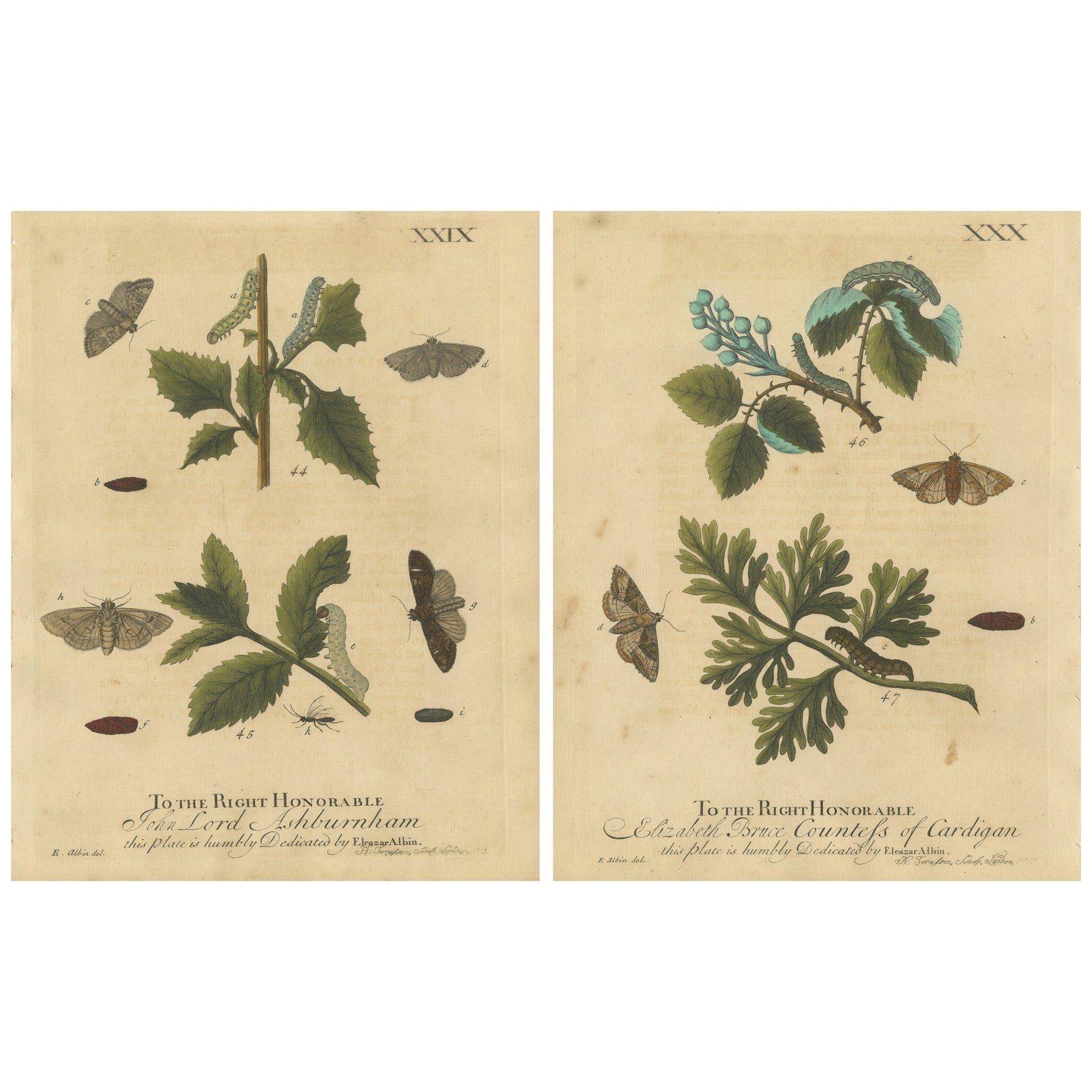 Antique English Moths & Caterpillars on Woodland Plants, Hand-Colored 1720