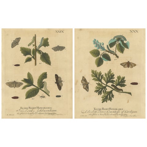 Antique English Moths & Caterpillars on Woodland Plants, Hand-Colored 1720