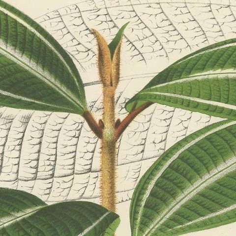 Set of 2 Antique Botany Prints, Miconia, Calathea '1873', close-up 1