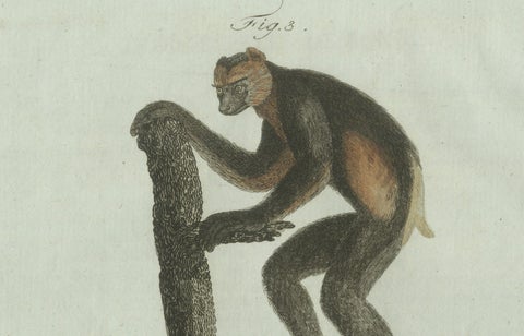 Original Antique Print of Three Monkeys by Bertuch, circa 1805, close-up 4