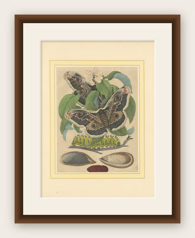 19th-Century Hand-Colored Lithograph of Giant Moths and Silkworm Life Cycle, shown framed