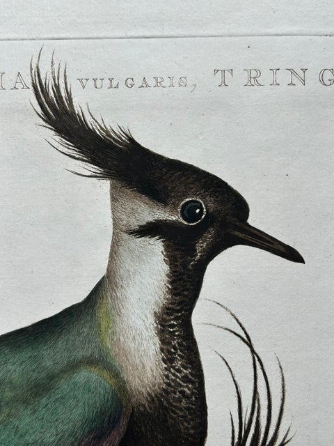 Northern Lapwing Print, Tringa Vanellus Vulgaris by Nozeman and Sepp, 1770, view 9
